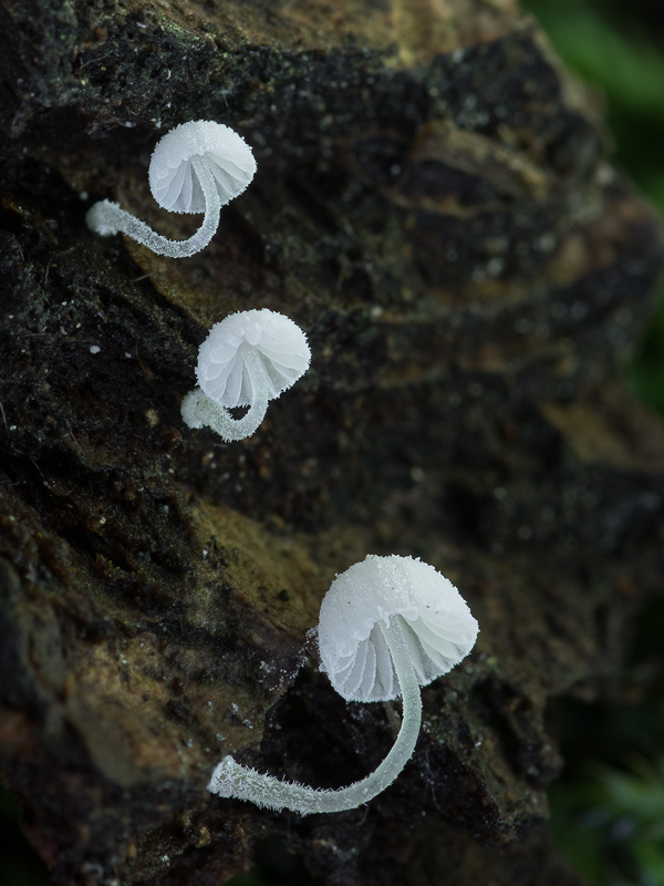 Mycena corynephora